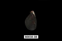 藏品(紫孔雀殼菜蛤)的圖片